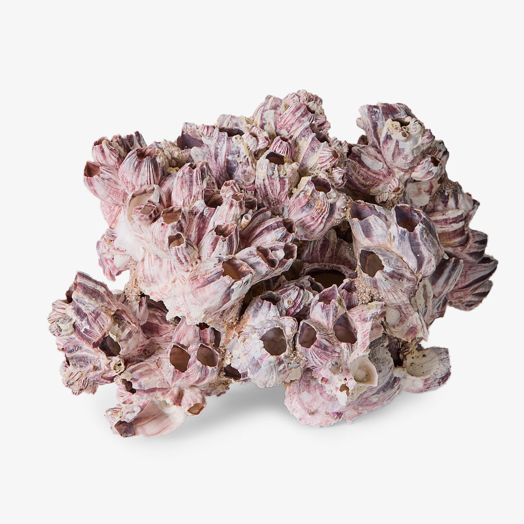 Barnacle Cluster Mauve Front