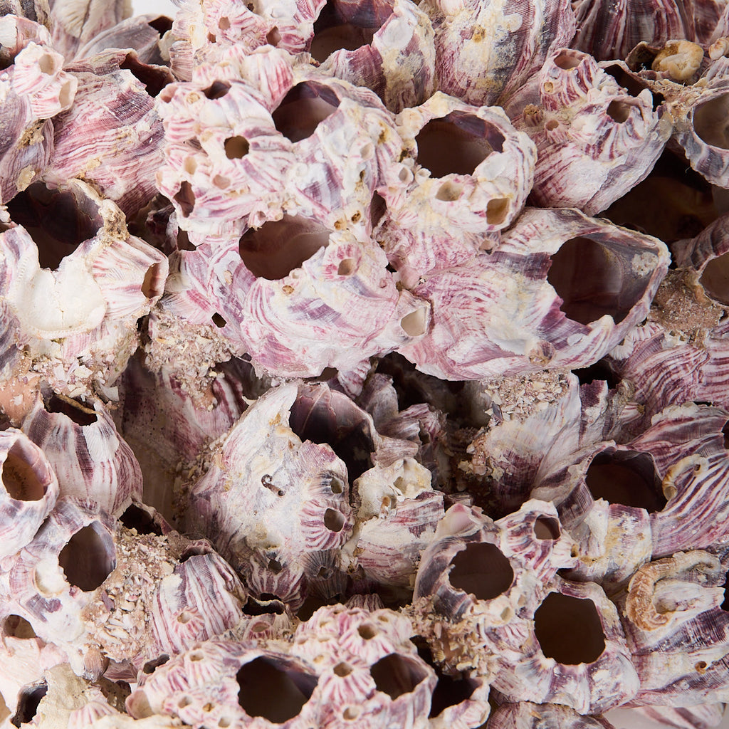 Barnacle Cluster Mauve Detail