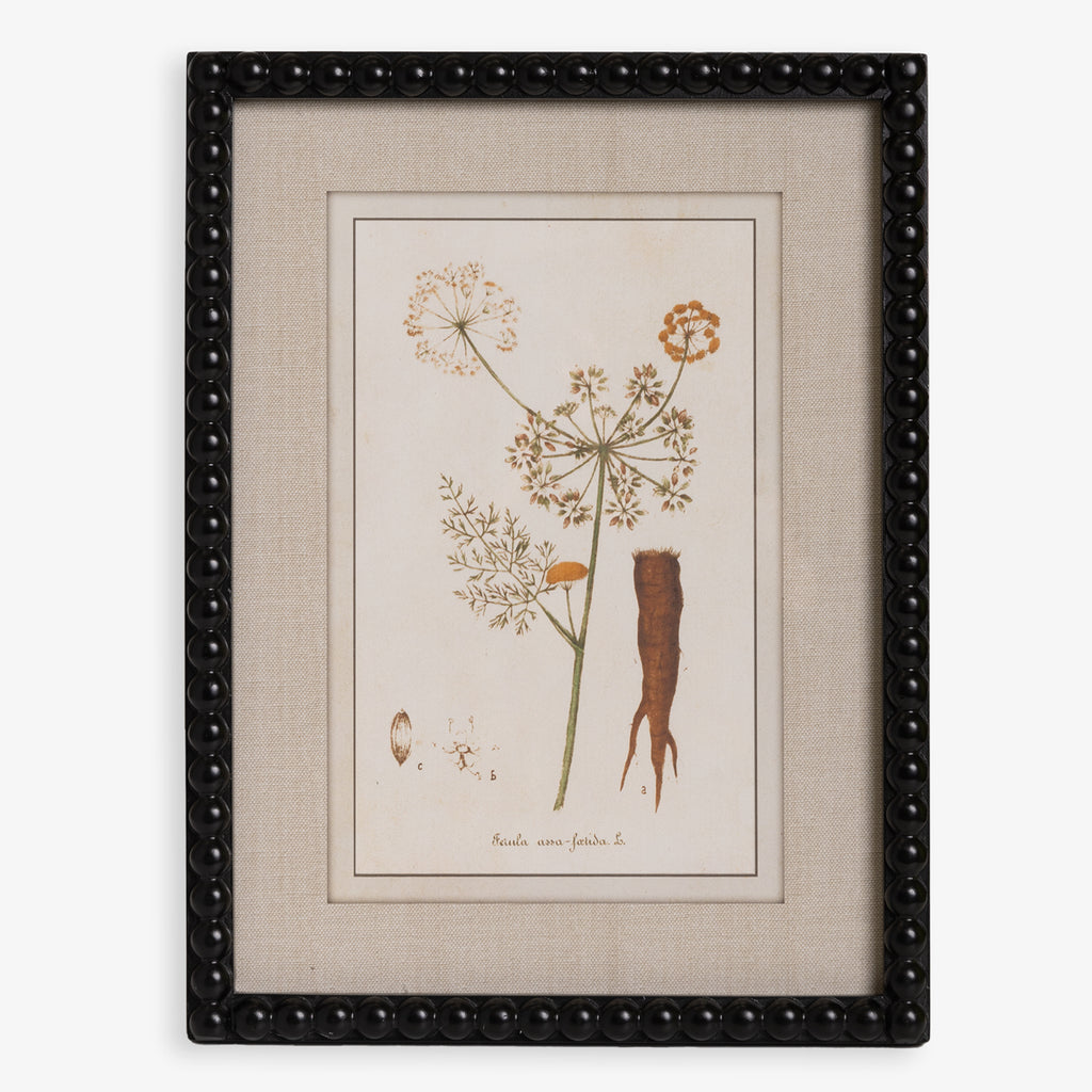 Botanical Print With Black Wood Frame Root Syled