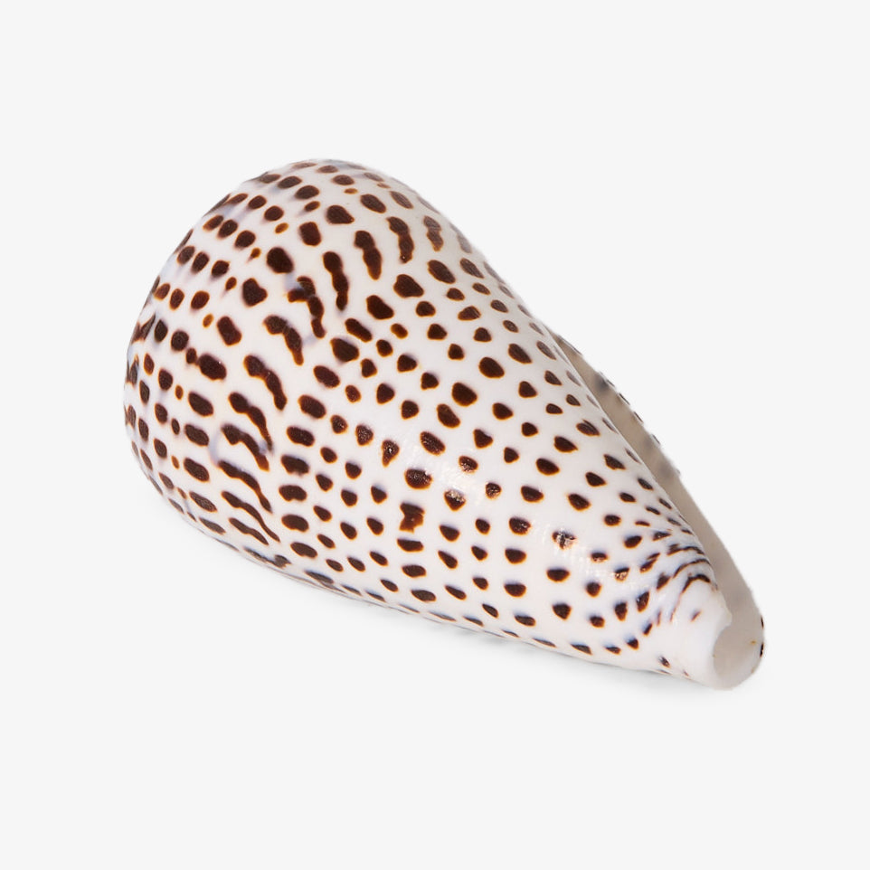 Conus Leopardis 8cm Front