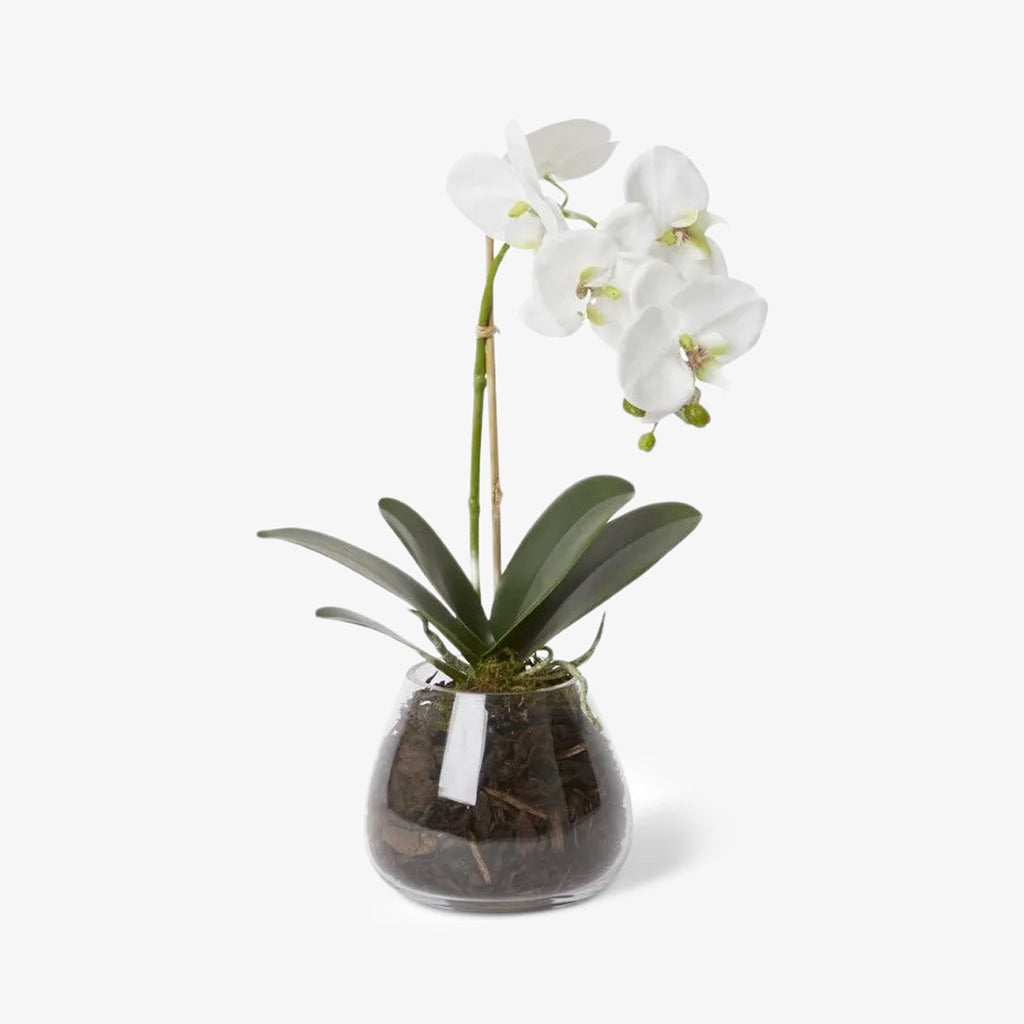 Artificial Flower Phalaenopsis Orchid in Glass Vase 45cm