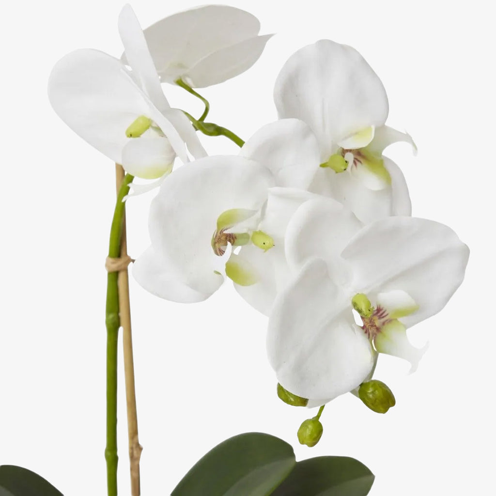 Artificial Flower Phalaenopsis Orchid in Glass Vase 45cm
