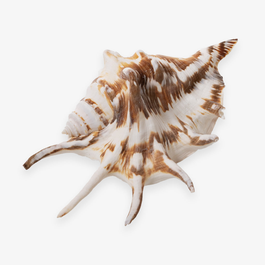 Lambis Tiger Shell 15cm Front