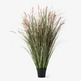 Large FoxTail Grass Plant 116cm Front