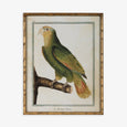 Parrot Looking Left in Bamboo Frame Front