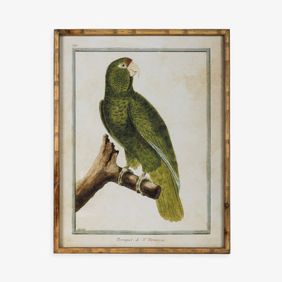 Parrot Looking Right in Bamboo Frame Front