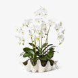 Phalaenopsis Deluxe Clam Shell Front