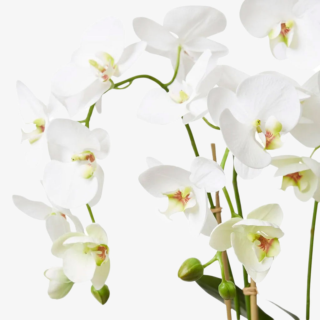 Artificial Flower Arrangement Deluxe Phalaenopsis Orchid in Clam Shell 82cm