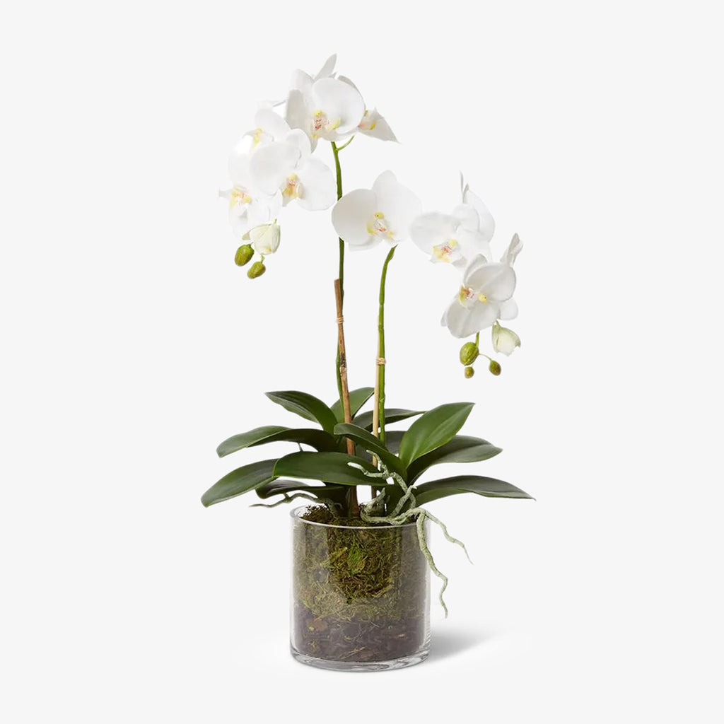 Artificial Flower Phalaenopsis Lush Vera Orchid in Glass Vase 63cm