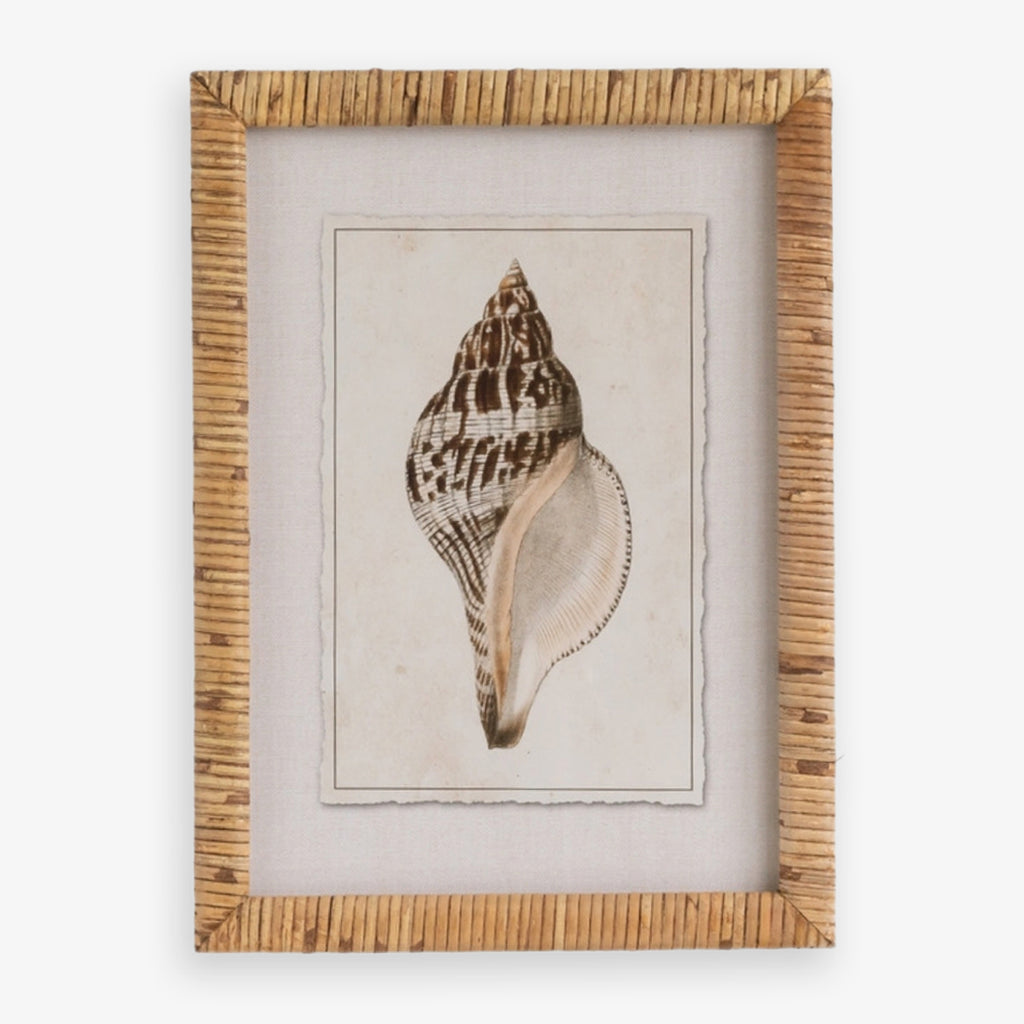 Shell Print in Woven Rattan Frame Banded Tulip Shell Front