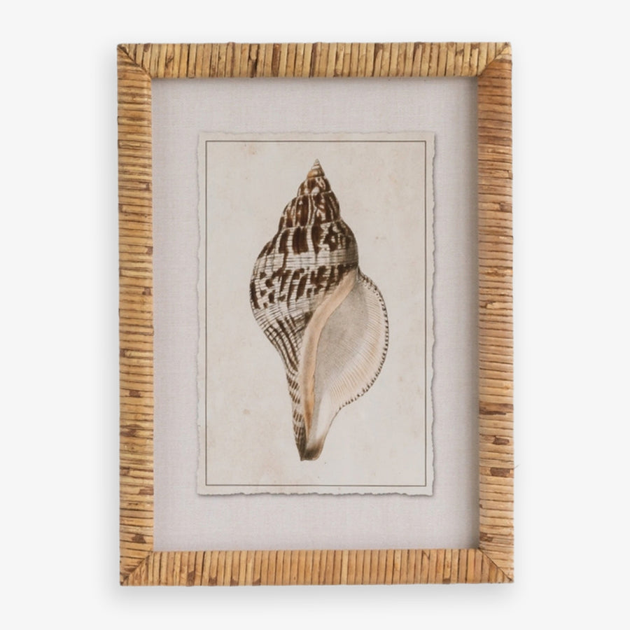 Shell Print in Woven Rattan Frame Banded Tulip Shell | Artwork