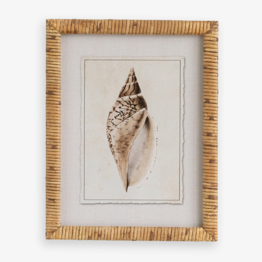 Shell Print in Woven Rattan Frame Common Tulip Shell Front