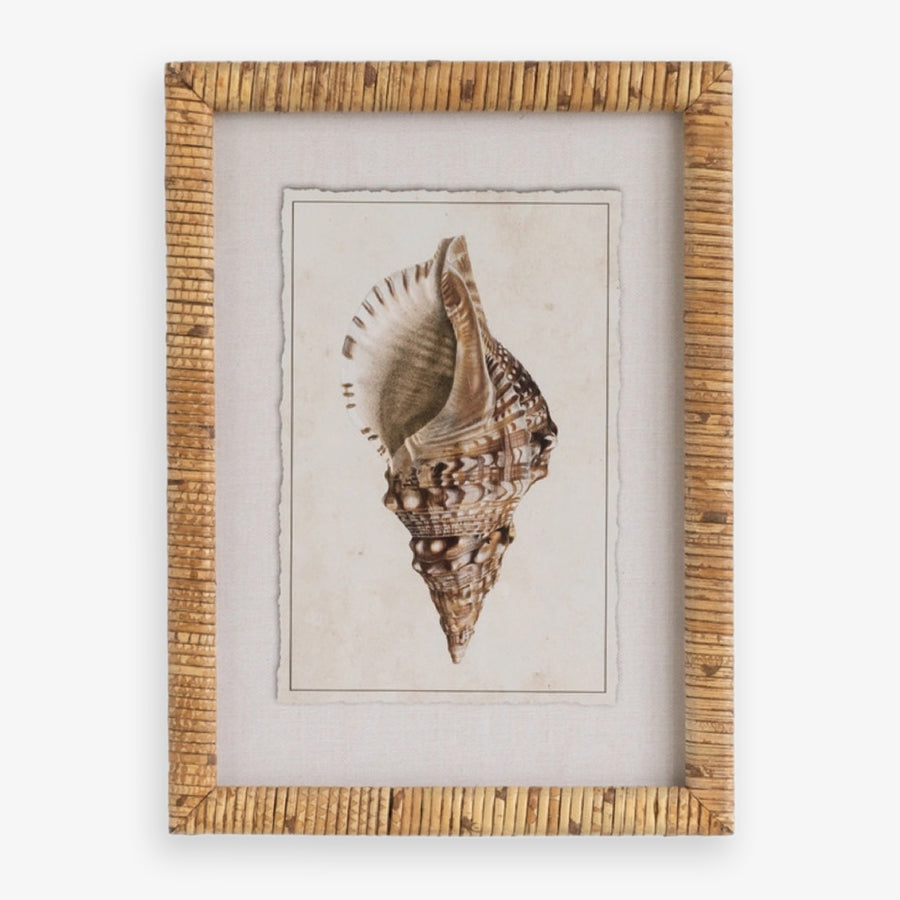 Shell Print in Woven Rattan Frame Dark Tulip Shell | Artwork