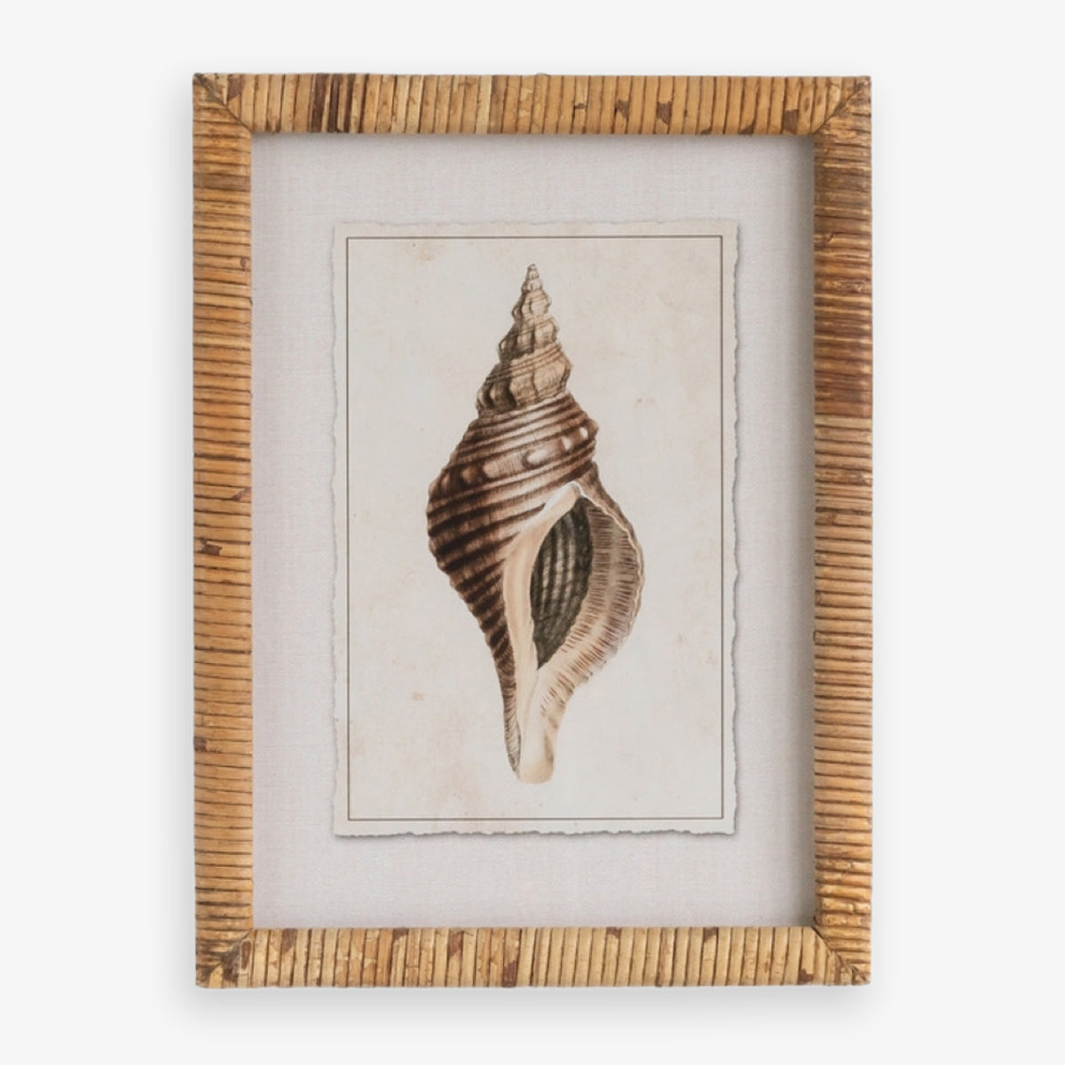 Shell Print in Woven Rattan Frame Florida Conch Shell | Artwork