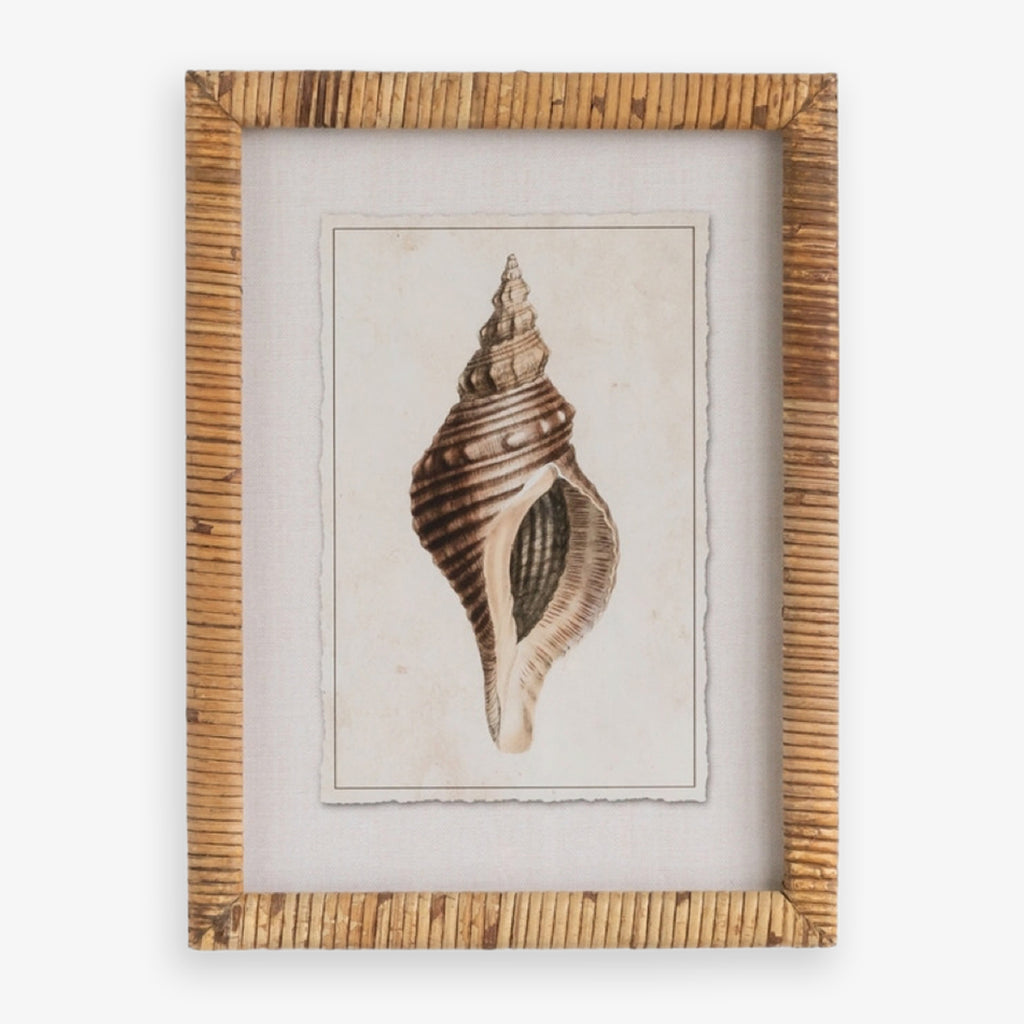 Shell Print in Woven Rattan Frame Florida Conch Shell Front