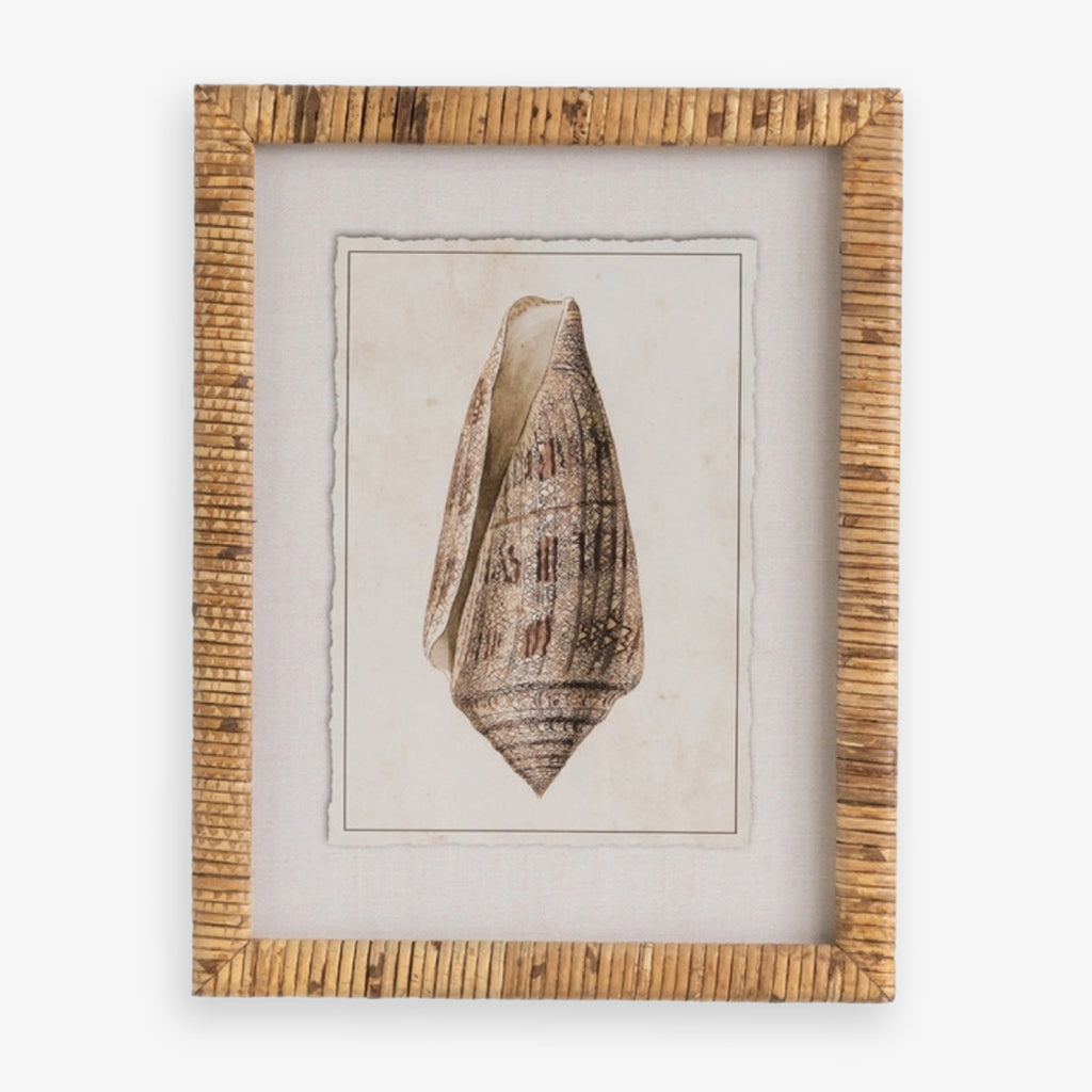 Shell Print in Woven Rattan Frame Lettered Olive Shell Front