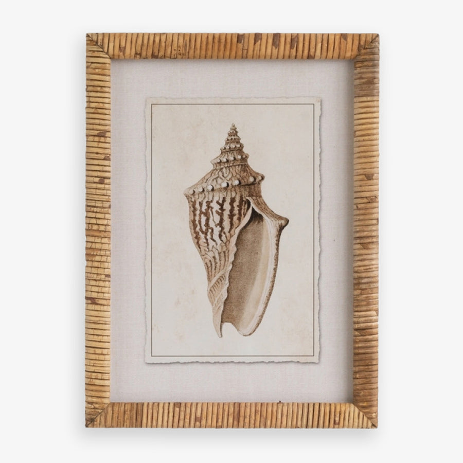 Shell Print in Woven Rattan Frame Lighting Whelk Shell Front