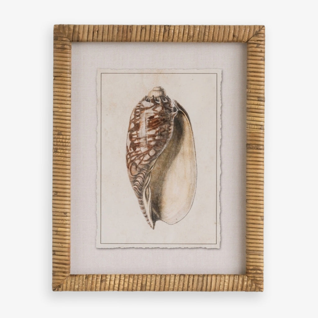 Shell Print in Woven Rattan Frame Magnus Cone Shell Front