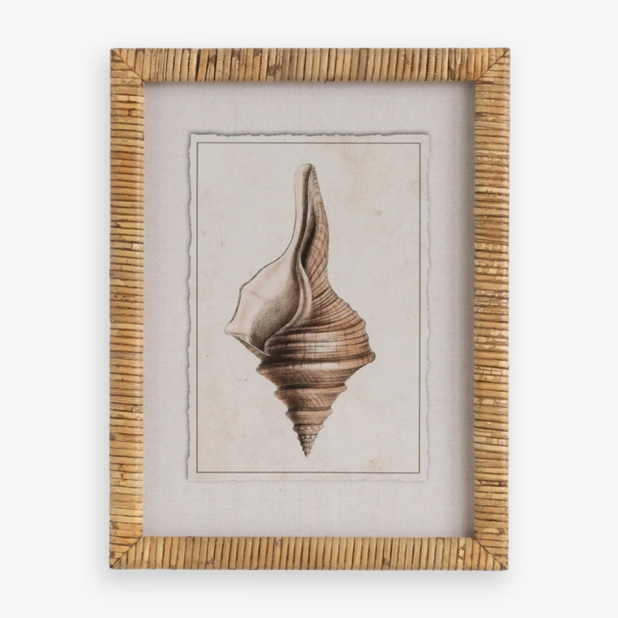 Shell Print in Woven Rattan Frame Dark Tulip Shell | Artwork
