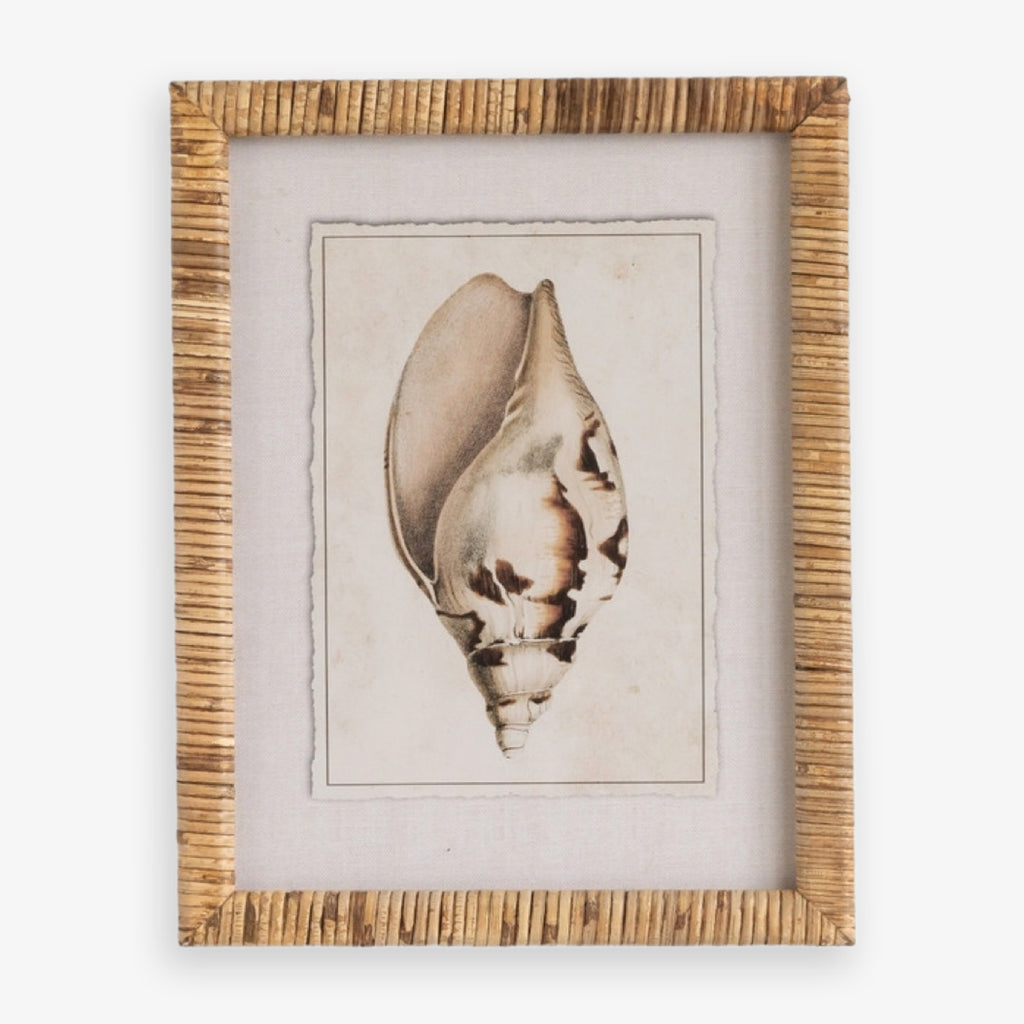 Shell Print in Woven Rattan Frame Tulip Shell Front