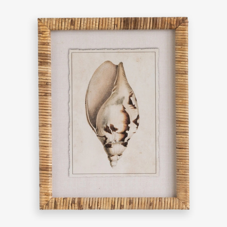 Shell Print in Woven Rattan Frame Dark Tulip Shell | Artwork