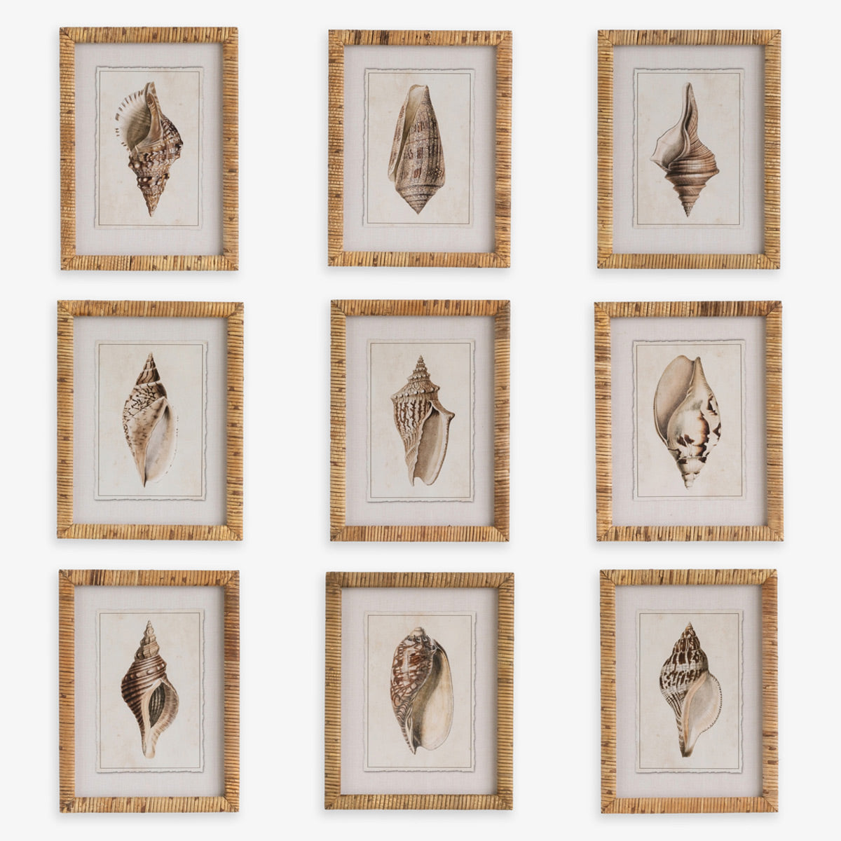 Shell Print in Woven Rattan Frame Dark Tulip Shell | Artwork