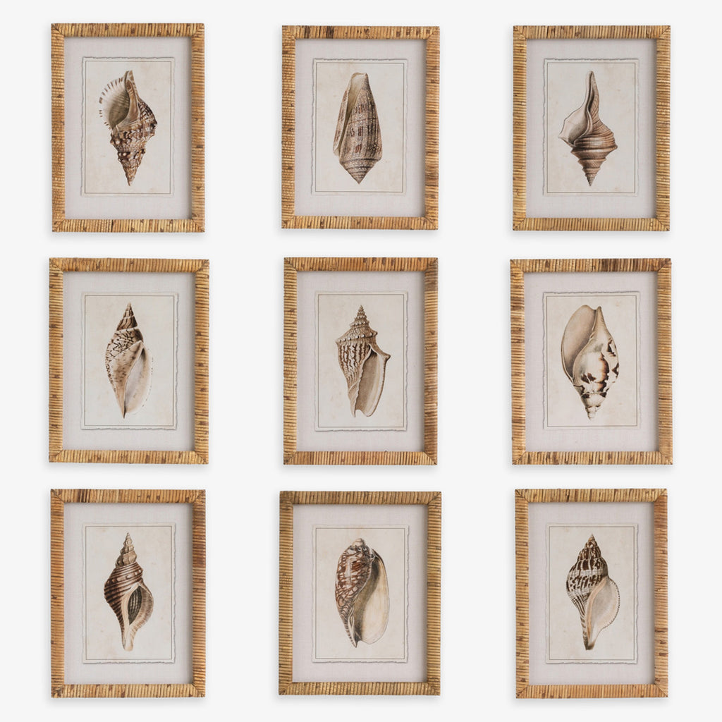 Shell Print in Woven Rattan Frame Banded Tulip Shell | Artwork