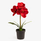 Artificial Amaryllis In Black Pot (Red)