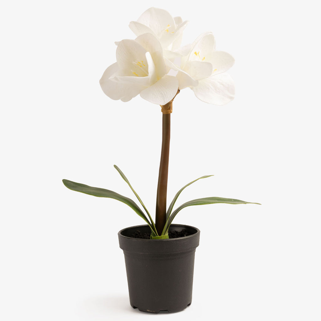 Artificial Amaryllis In Black Pot (White)