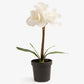 Artificial Amaryllis In Black Pot (White)