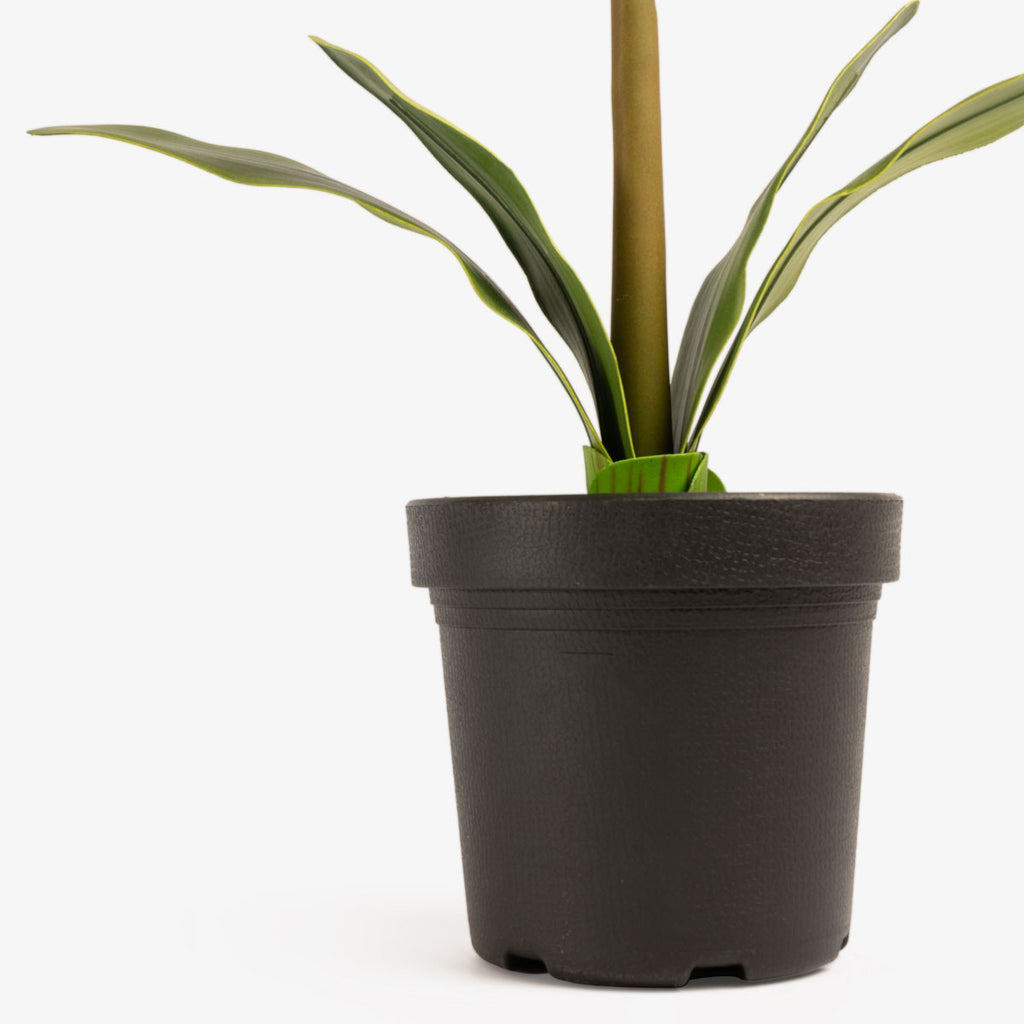 Artificial Amaryllis In Black Pot (White) Pot