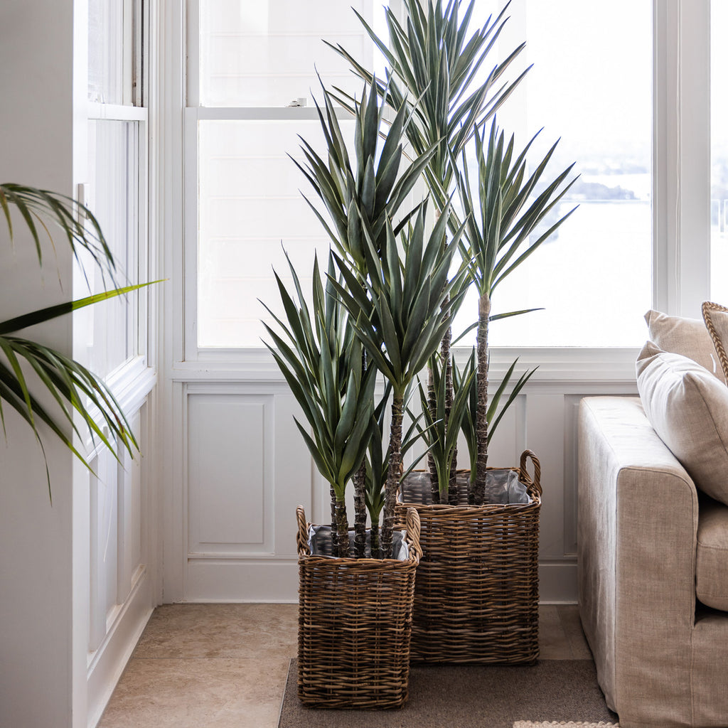 Artificial Dracaena Spikey Plants Styled