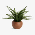Artificial Fern Arrangement 26cm Front View