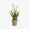 Artificial Mini Orchid Three Spray Cement Pot 51cm (White) Front View