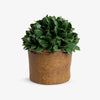 Artificial Tea Leaf Topiary Ball 19cm Front View