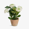Artificial White Dahlia Arrangement 27cm Front View