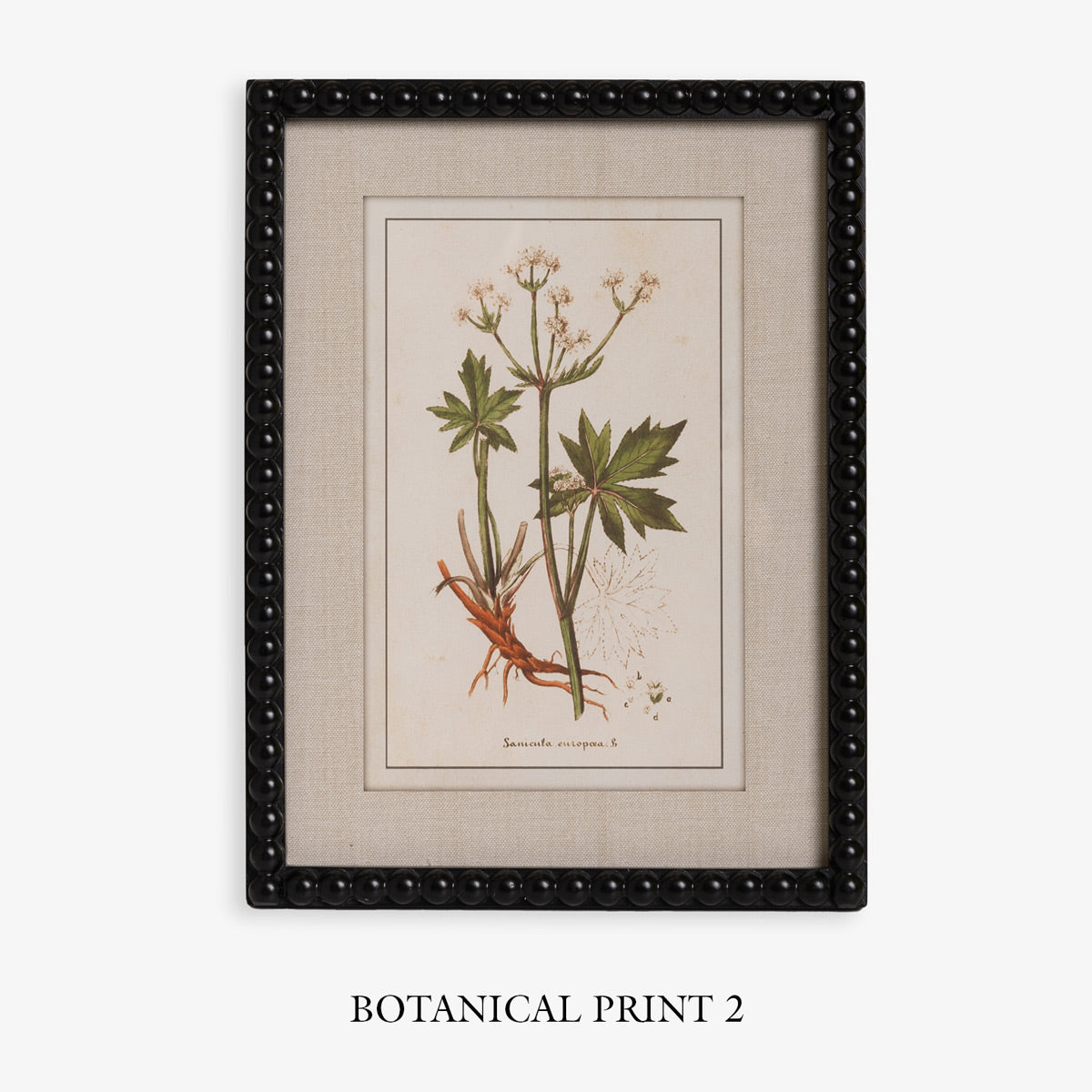 Wall Print Botanical Print With Black Wood Frame Root wall-print-botanical-print-with-black-wood-frame-root