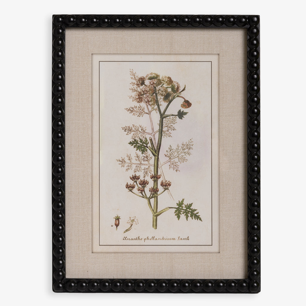 Botanical Print With Black Wood Frame Whisper