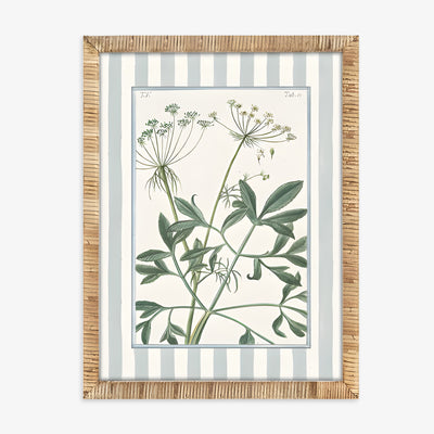 Botanical Anne's Lace (Print 2)