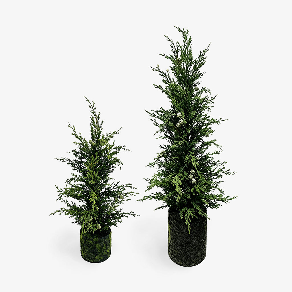 Cedar Christmas Trees