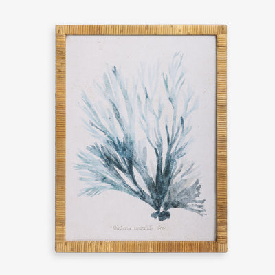 Coral Print in Rattan Frame 2 Front