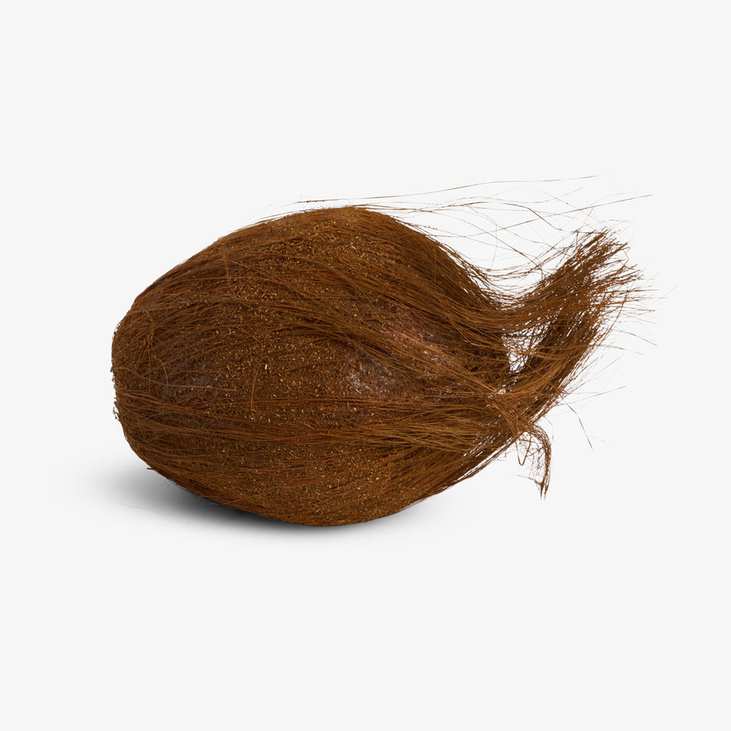 Decorative Artificial Coconut Front View