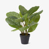 Artificial Aglaonema Potted Plant Front View
