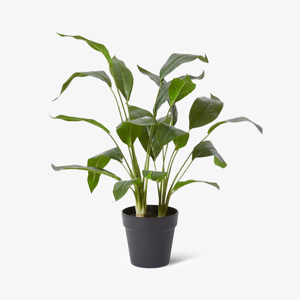 Artificial Cordyline Potted Plant Front View