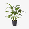 Artificial Cordyline Potted Plant Front View