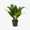 Artificial Peace Lilly Potted Plant Front View