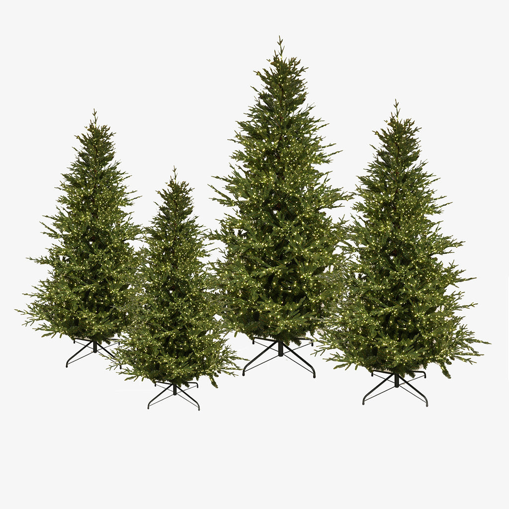 European Spruce Christmas Tree Group
