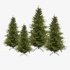 European Spruce Christmas Tree Group