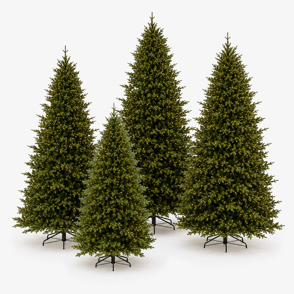 European Spruce Christmas Trees All Sizes