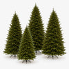 European Spruce Christmas Trees All Sizes